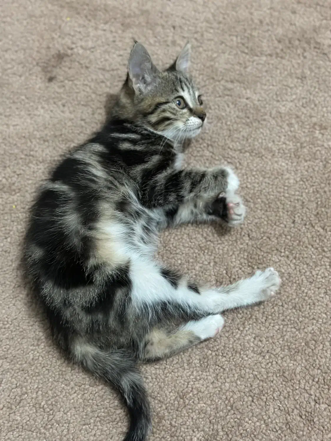 واگذاری گربه|گربه|شهریار, شهریار|دیوار