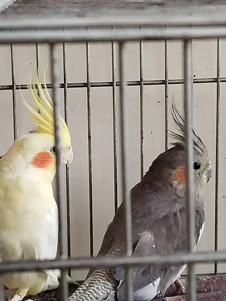 عروس هلندی|پرنده|اصفهان, مسجد مصلی|دیوار