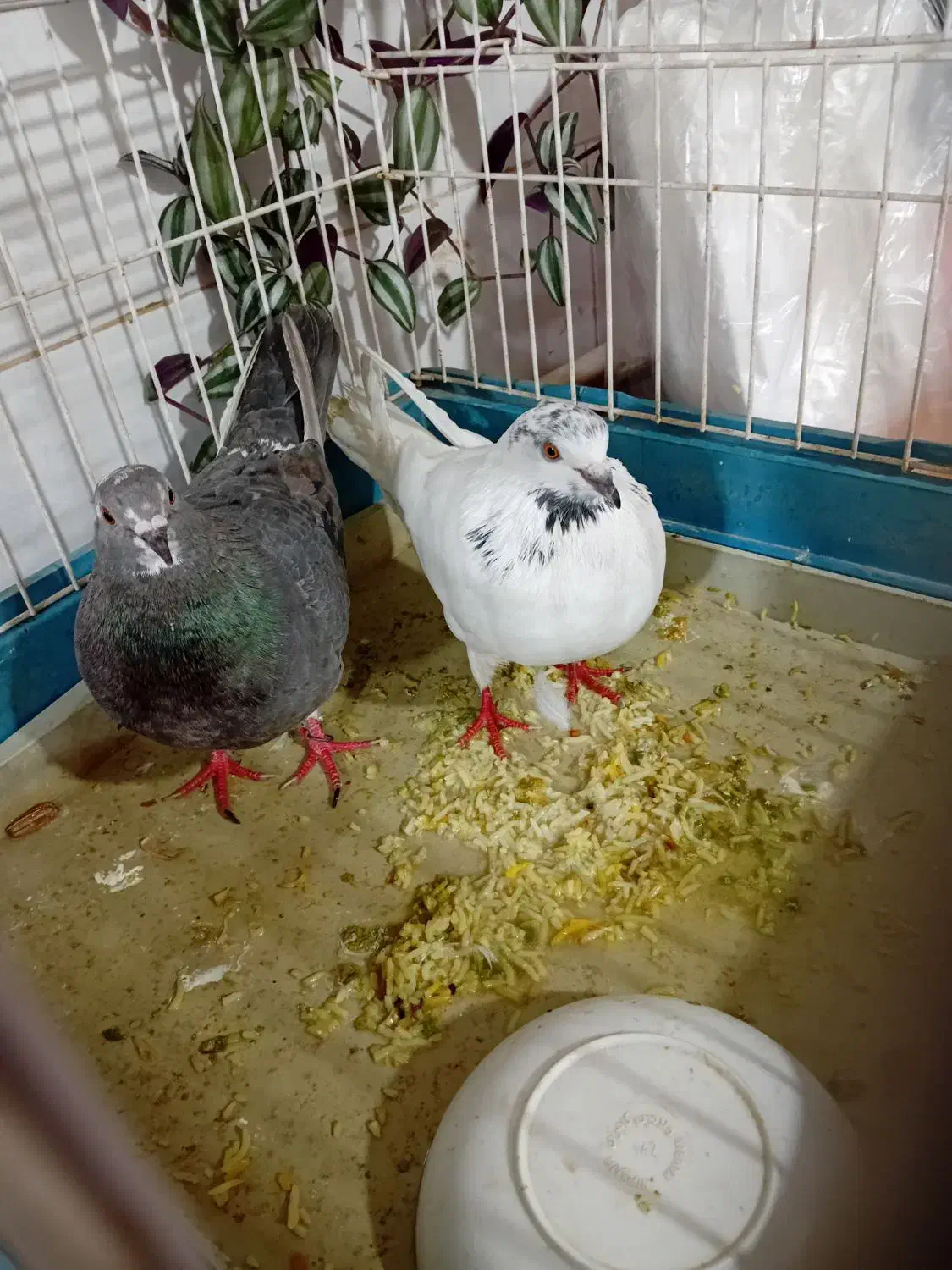 کبوتر|پرنده|سنقر, |دیوار