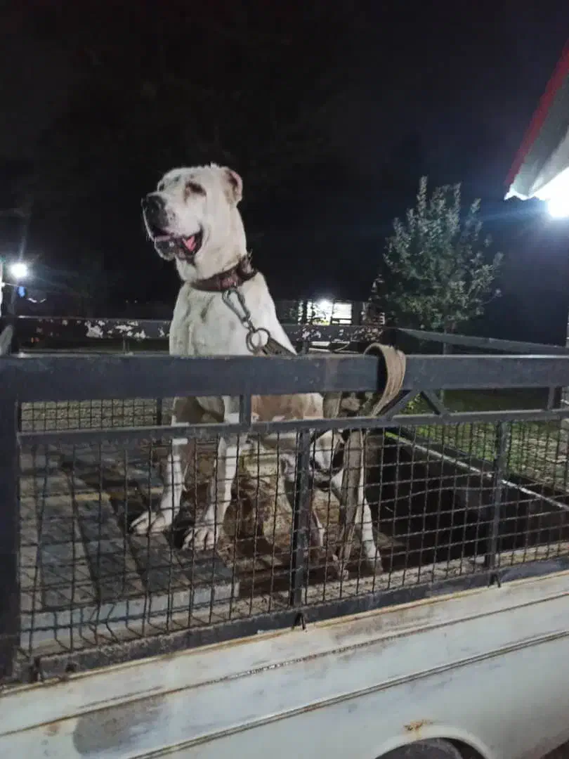 سگ آلابای|سگ|سنگر, |دیوار