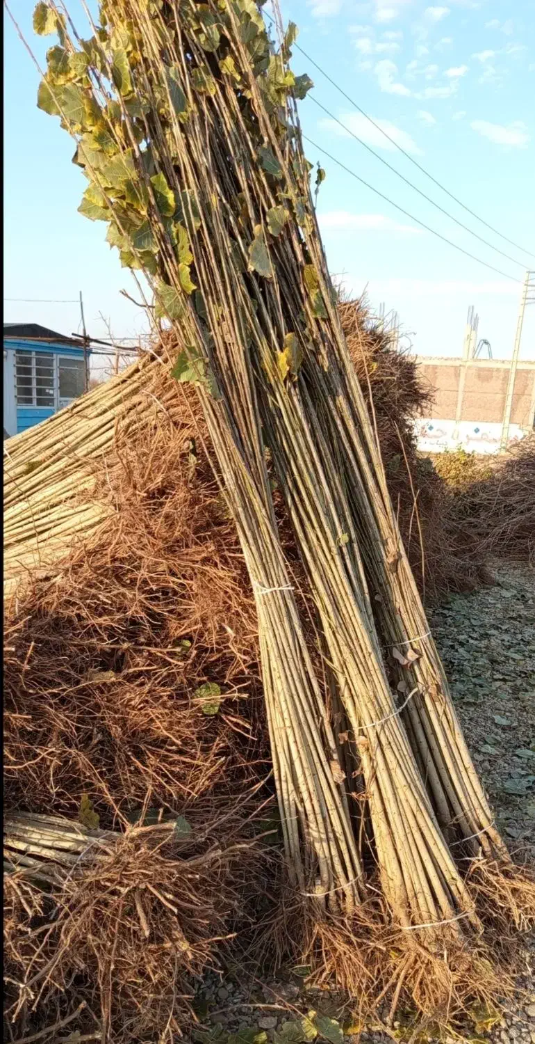 نهالستان فروش نهال سردسیری دیرگل تضمینی|خدمات باغبانی و درختکاری|مشگین شهر, |دیوار