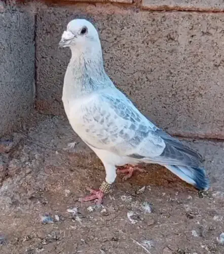 شامی نر|حیوانات|تربتحیدریه, چهارراه خواف|دیوار