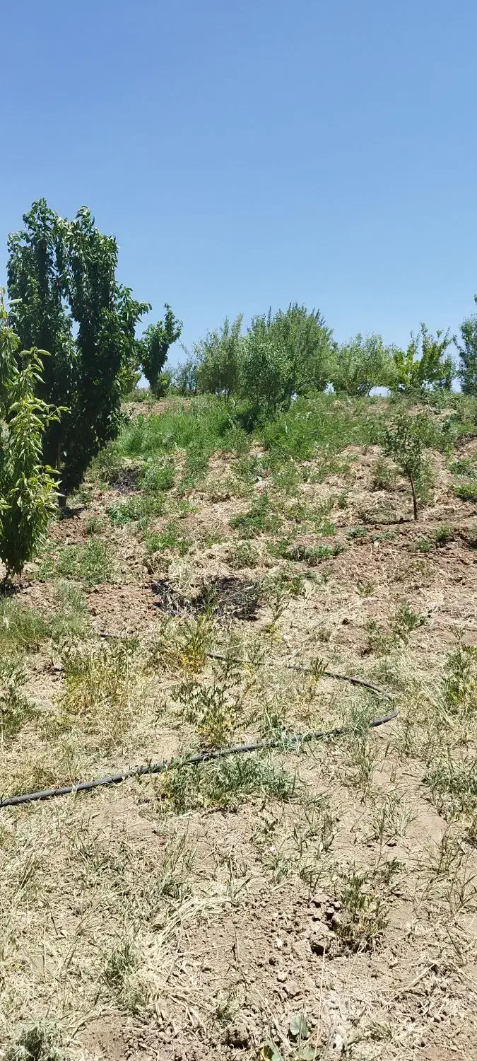 باغ|فروش زمین و ملک کلنگی|دینور, |دیوار