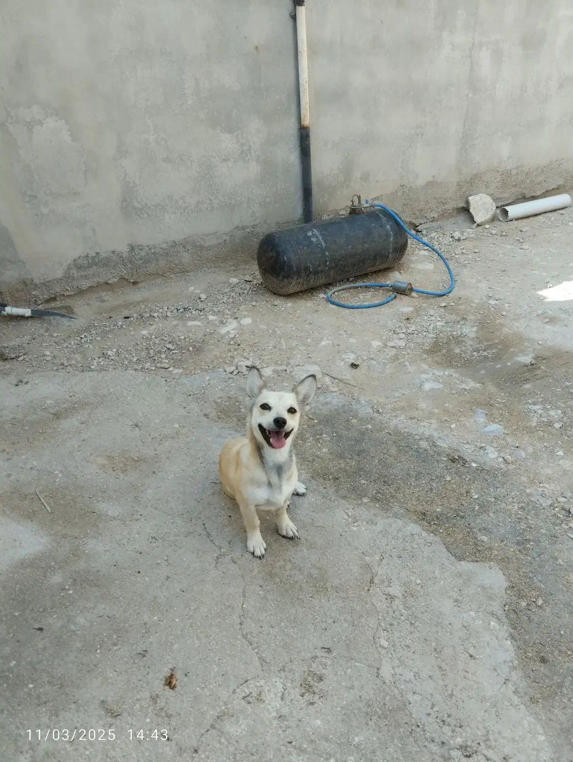 دزدیده شده یابنده مژدگانی ویژه|سگ|جم, |دیوار