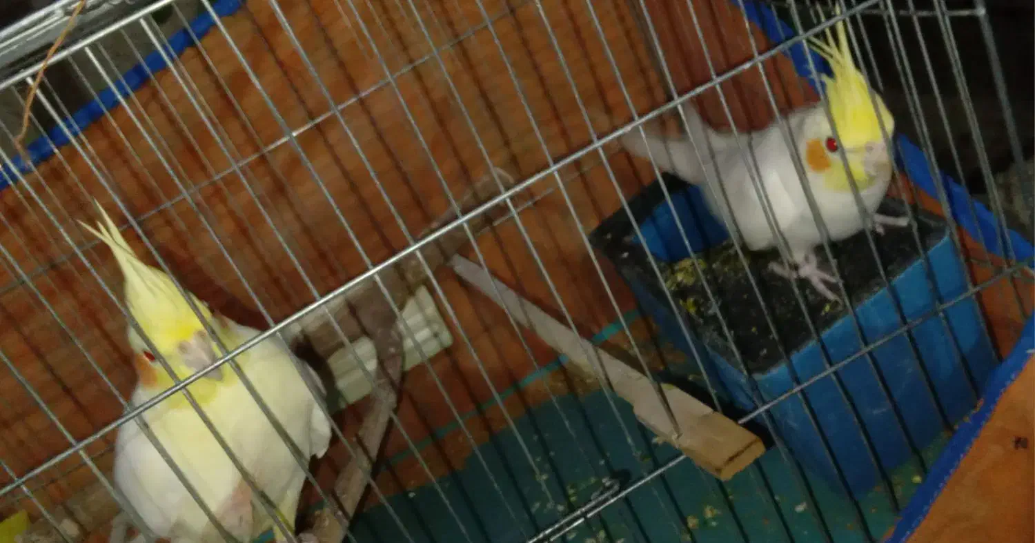 جفت عروس هلندی|پرنده|ایرانشهر, |دیوار