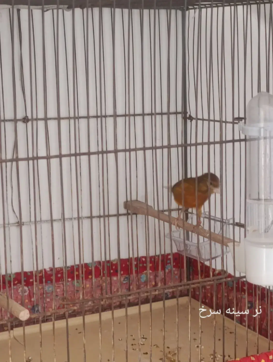 قناری|پرنده|فردیس, شهرک شهید حسینی|دیوار