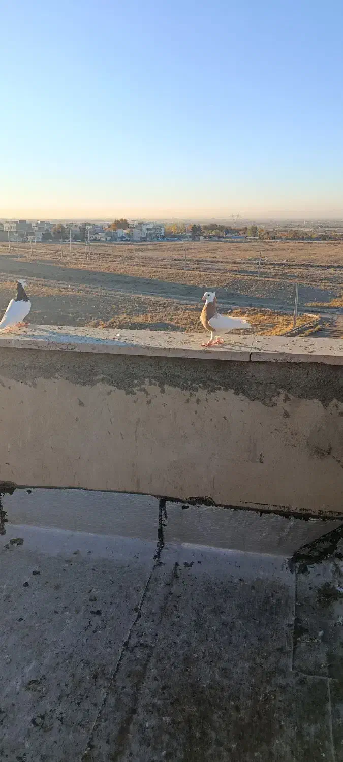 جفت نر پرنده طوقی|پرنده|قزوین, |دیوار