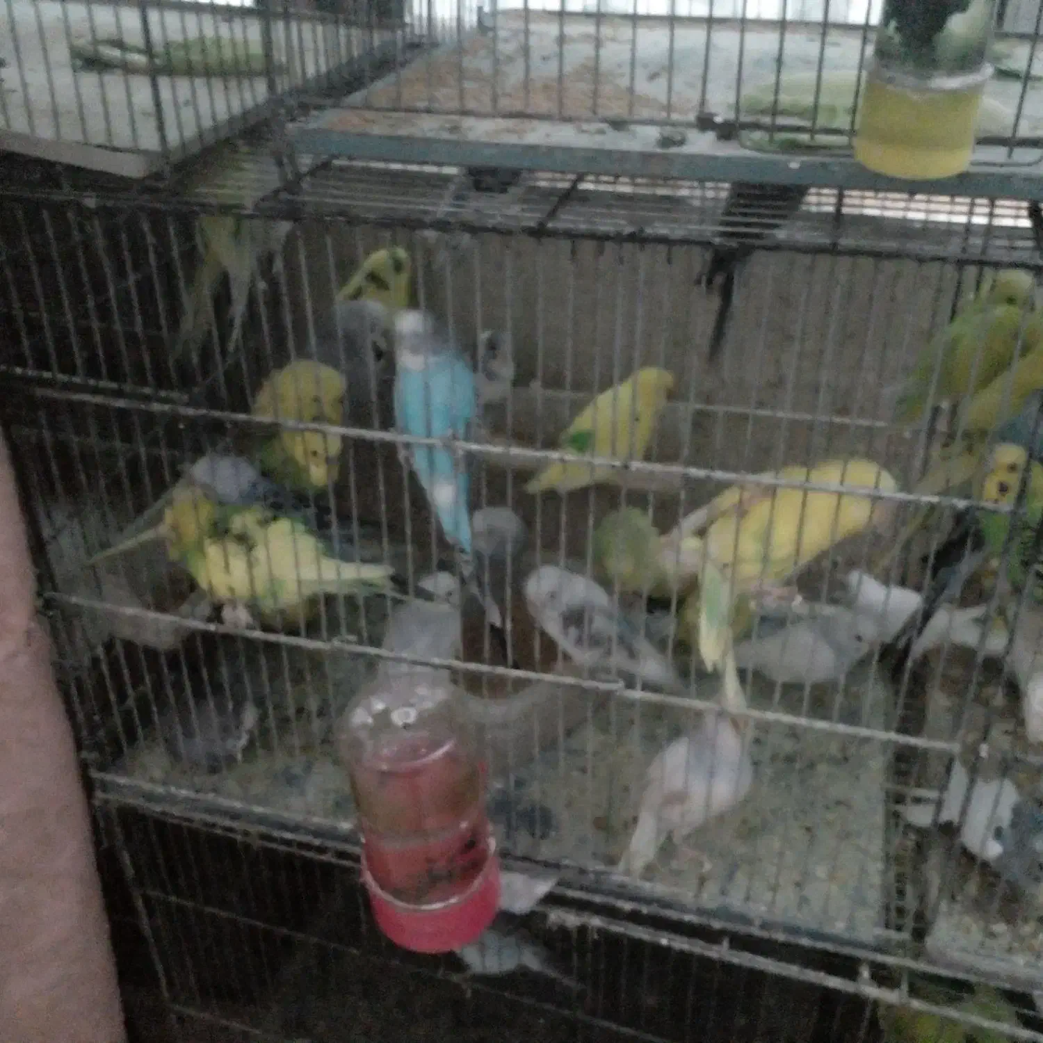 مرغ عشق|پرنده|هشتگرد, شهرک راه آهن|دیوار