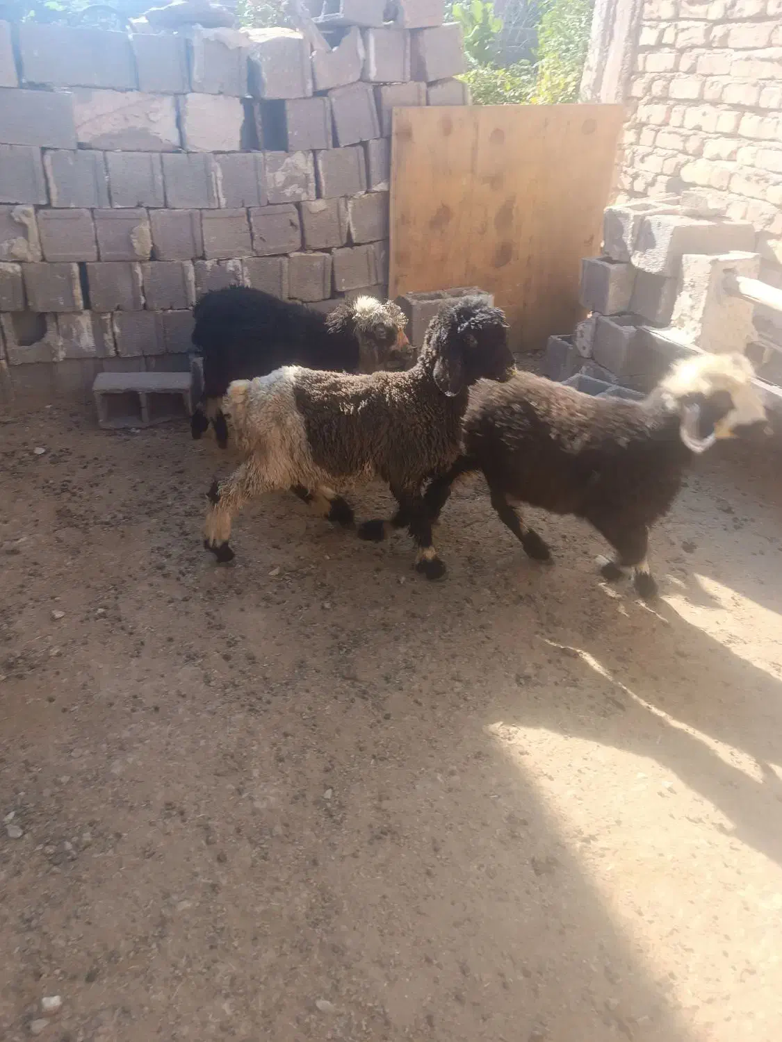 بره نر|حیوانات مزرعه|شیراز, جرسقان|دیوار