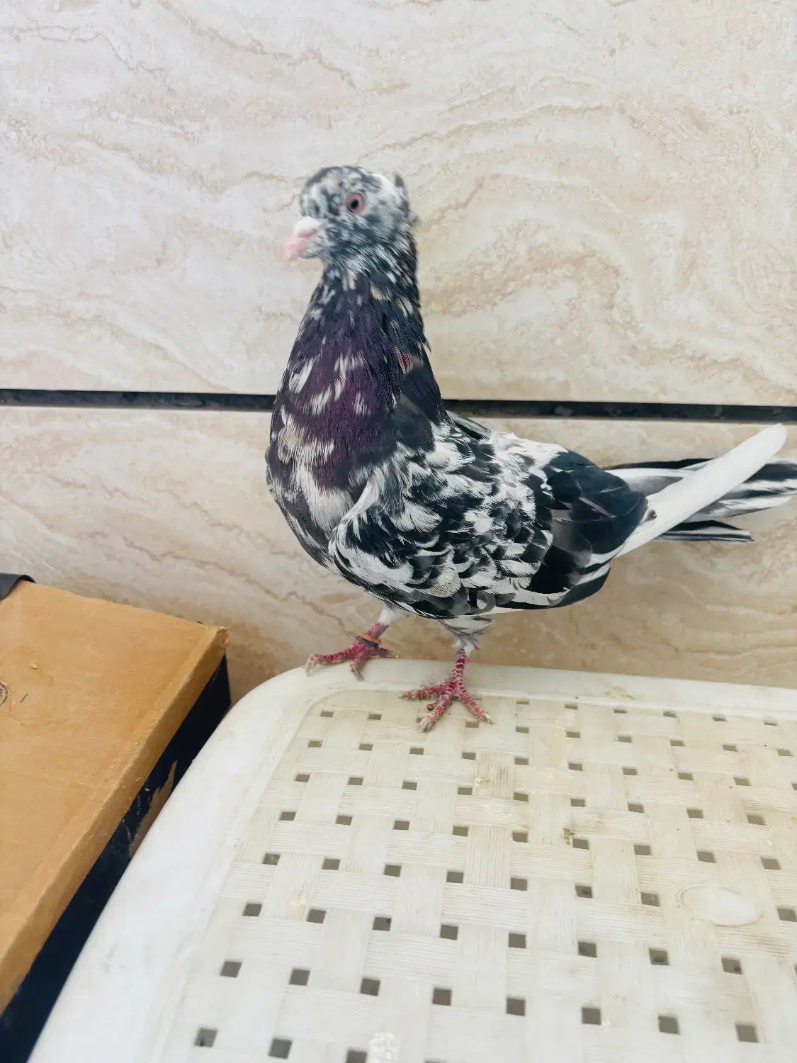 یک عدد سرور پرخال عتیقه کلکسیونی آنتیک|پرنده|اصفهان, مشکین|دیوار