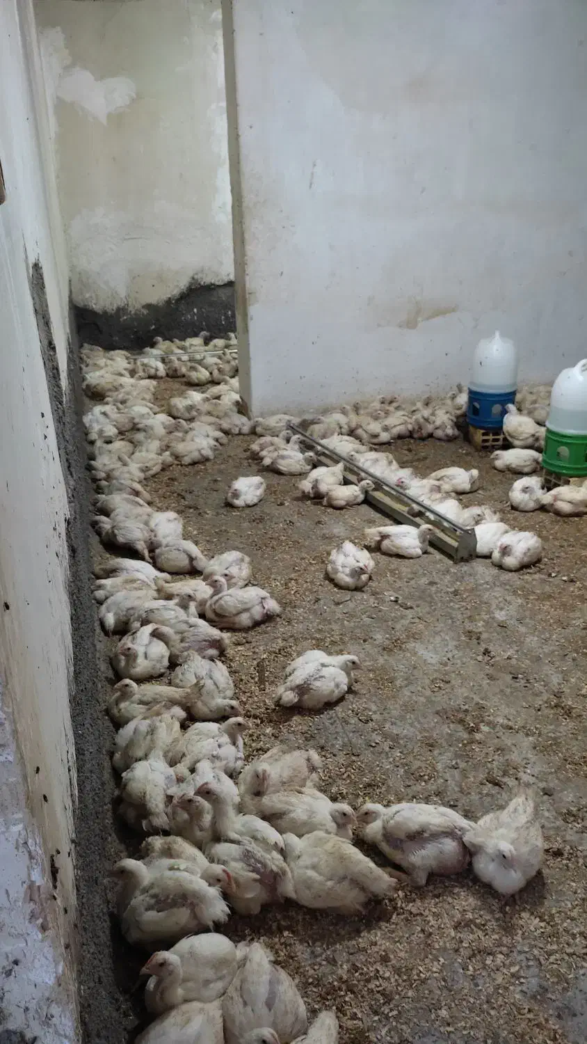 مرغ گوشتی سبز کاملا ارگانیک و طبیعی|حیوانات مزرعه|اندیمشک, |دیوار