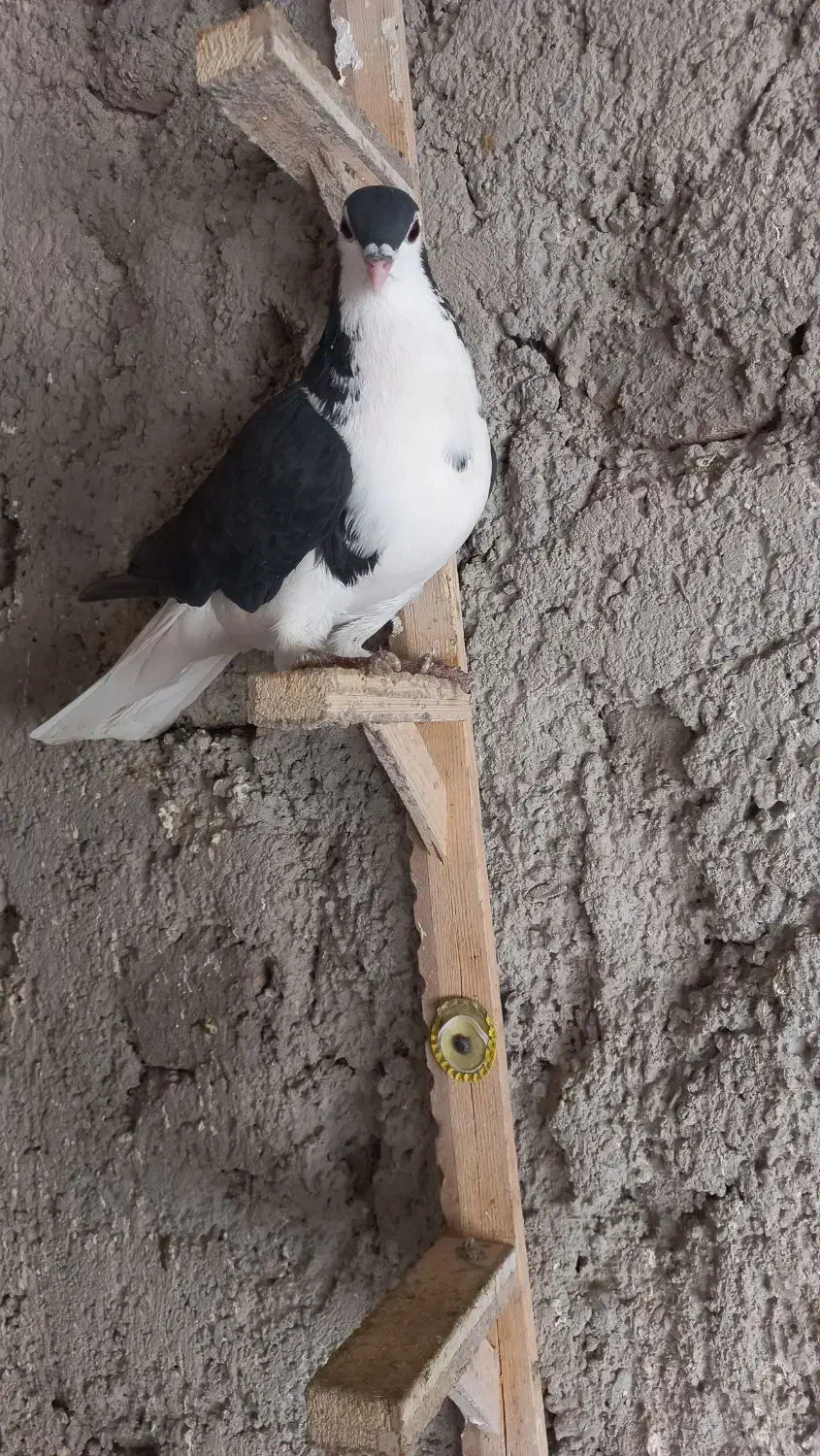 گرفتنی میزون|پرنده|نیشابور, پاستور|دیوار