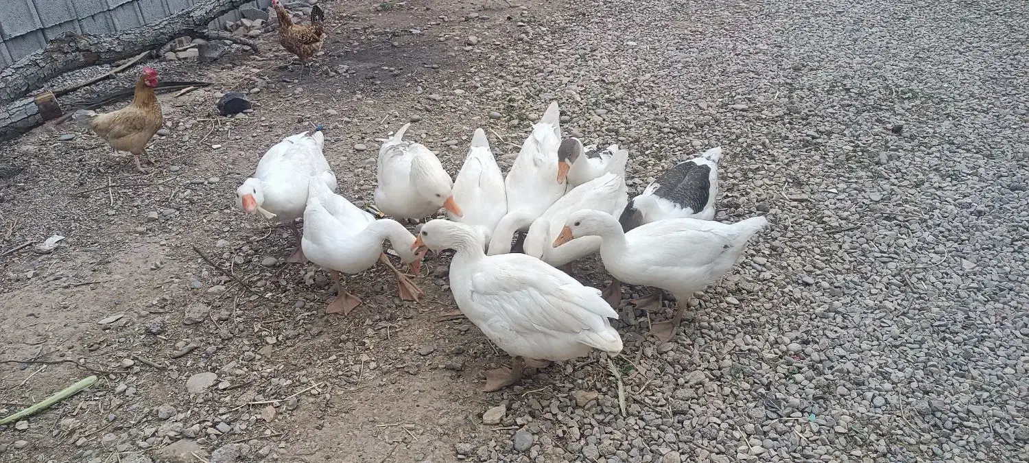 غاز|حیوانات مزرعه|دزفول, |دیوار