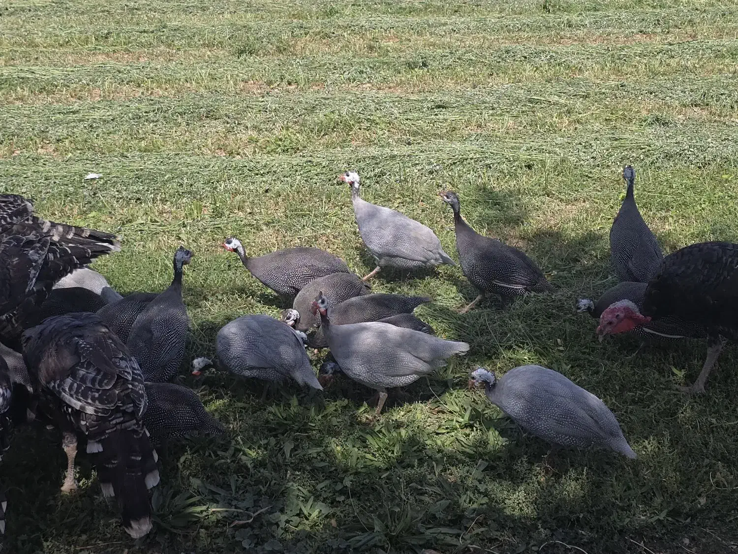 مرغ شاخدار|حیوانات مزرعه|زرقان, |دیوار