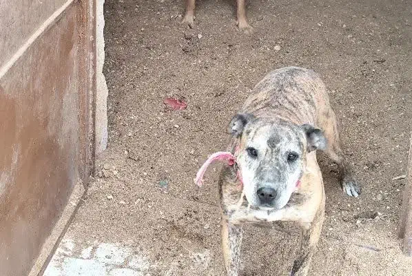 سگ پیت بول آمریکای نر|سگ|اصفهان, مارچین|دیوار