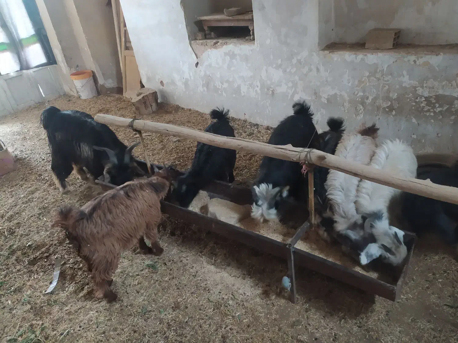 بزغاله بز بره کره دوبور گوسفند|حیوانات مزرعه|فلاورجان, |دیوار