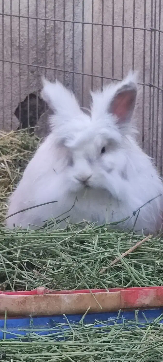 واگذاری دو خرگوش عقیم شده|موش و خرگوش|تهران, جوادیه|دیوار