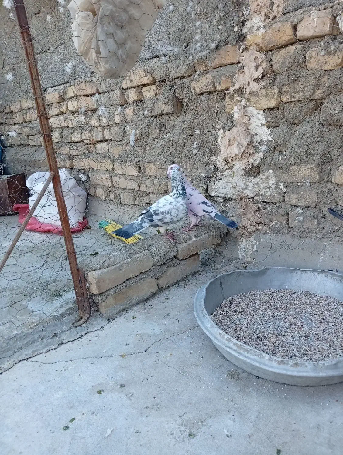 بزک سیاه پلاکی|پرنده|حمیدیا, |دیوار