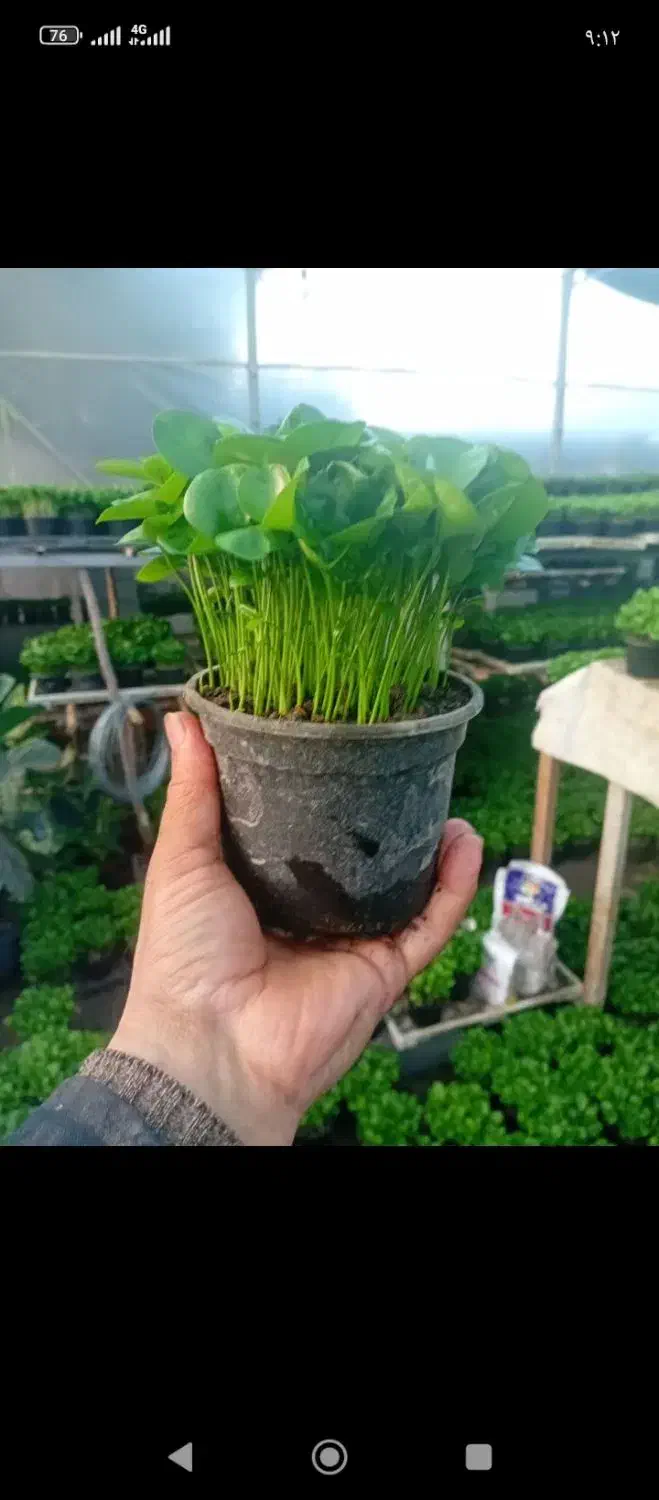 سبزه سمنو|گل و گیاه طبیعی|تهران, اسفندیاری|دیوار