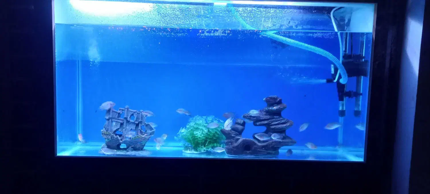 بچه ماهی فلاور|ماهی|نمین, |دیوار