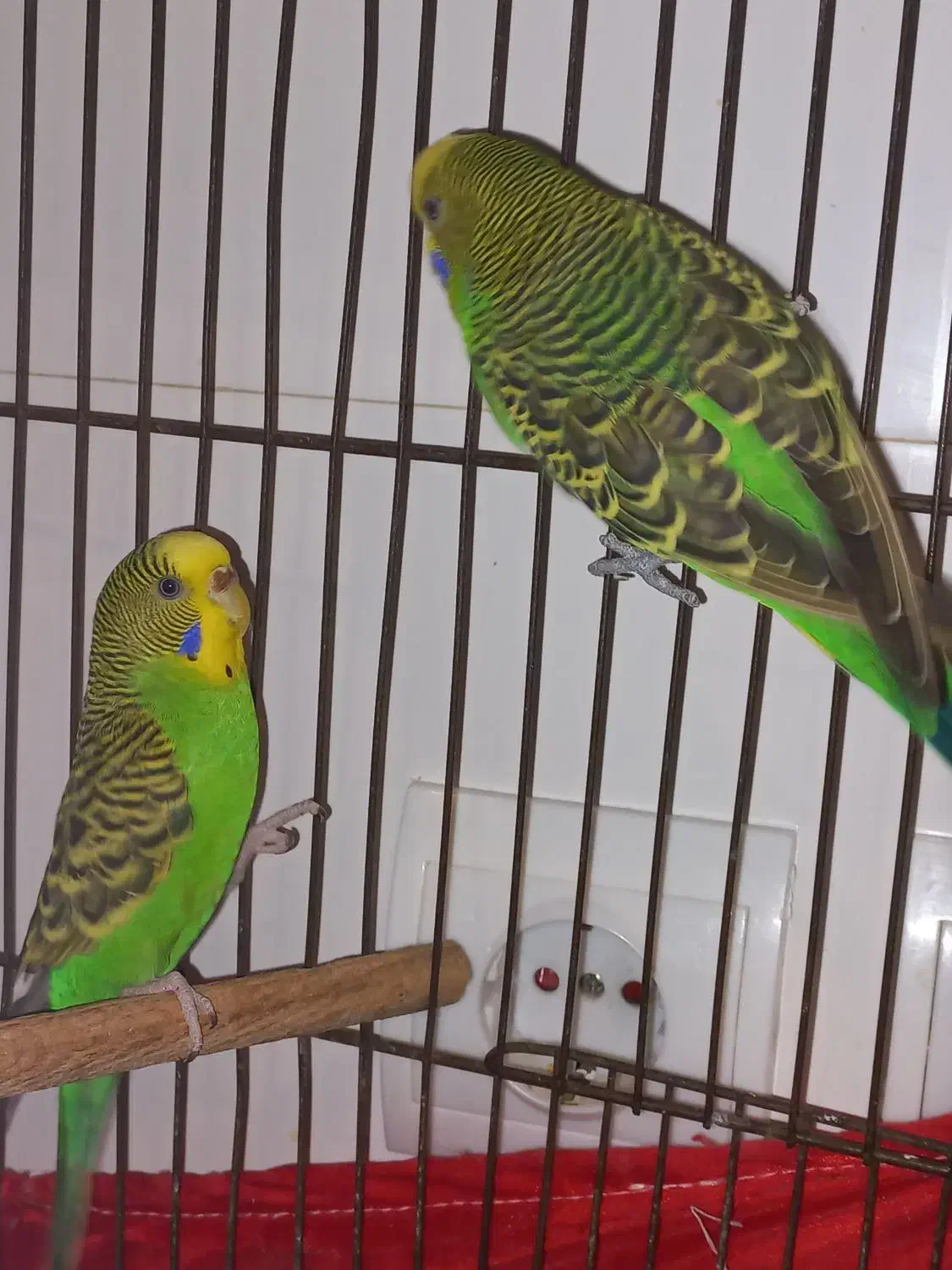 ۲عدد مرغ عشق|پرنده|پردیس, فاز ۸|دیوار