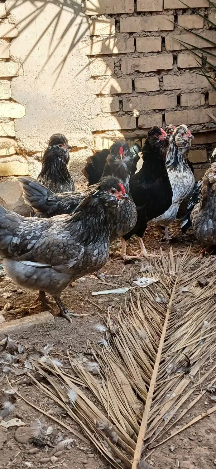 تخم گلین ریشو|حیوانات مزرعه|اهواز, اسلام آباد غربی|دیوار