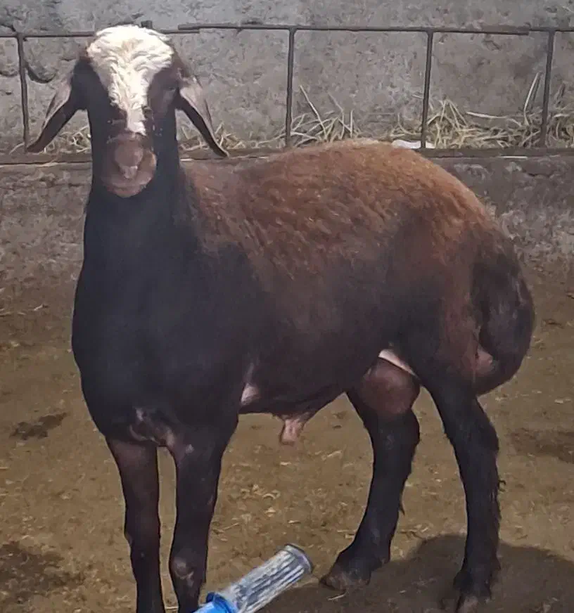 نرتقلی ۱۰ماهه از نژاد بروجردی اصل|حیوانات مزرعه|بندر ترکمن, |دیوار