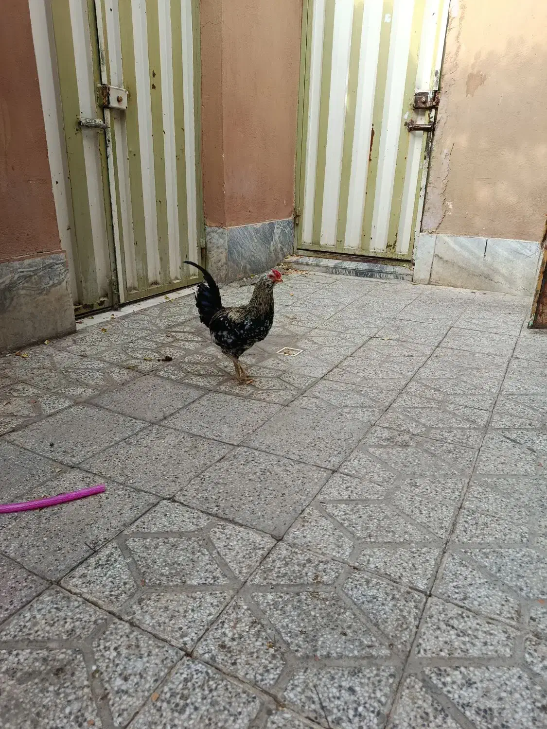 خروس گلین،پنگونی|حیوانات مزرعه|بروجرد, |دیوار