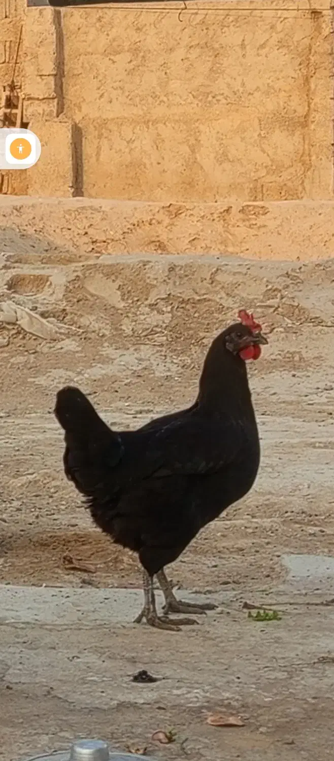 مرغ محلی اصل|حیوانات مزرعه|آبپخش, |دیوار