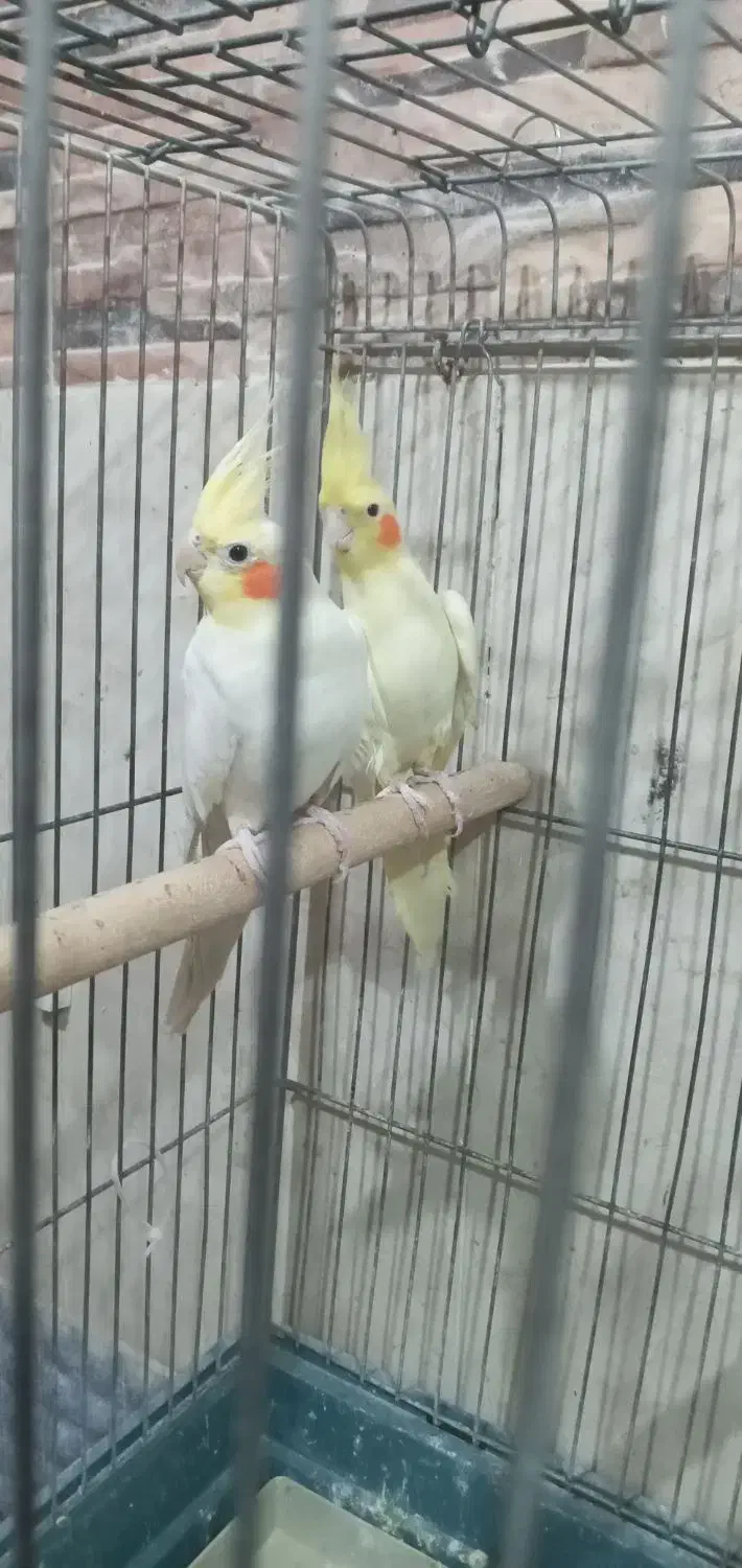 عروس هلندی جفت|پرنده|اردبیل, |دیوار