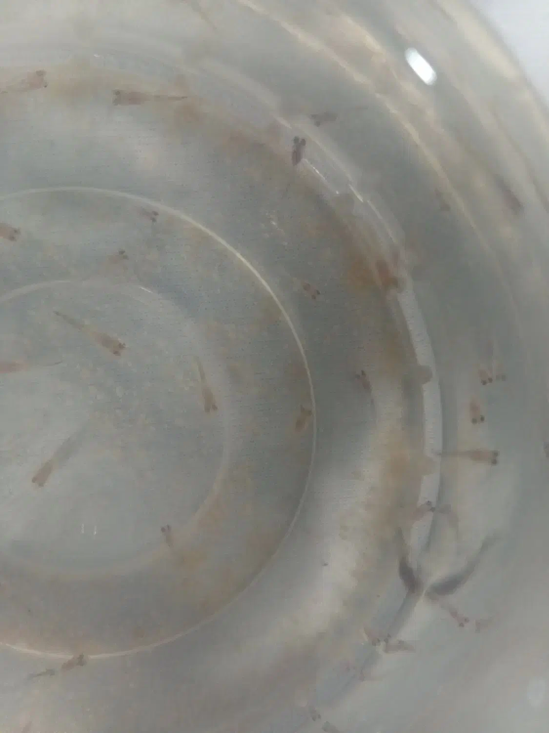 ماهی گوپی|ماهی|مشهد, سیس‌آباد|دیوار