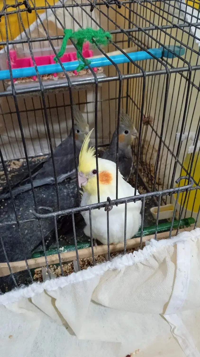 عروس هلندی|پرنده|سردرود, |دیوار