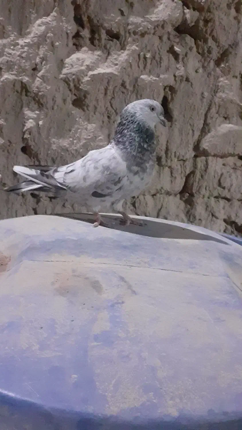 یک کبوتر کله‌ای|پرنده|سراوان, |دیوار