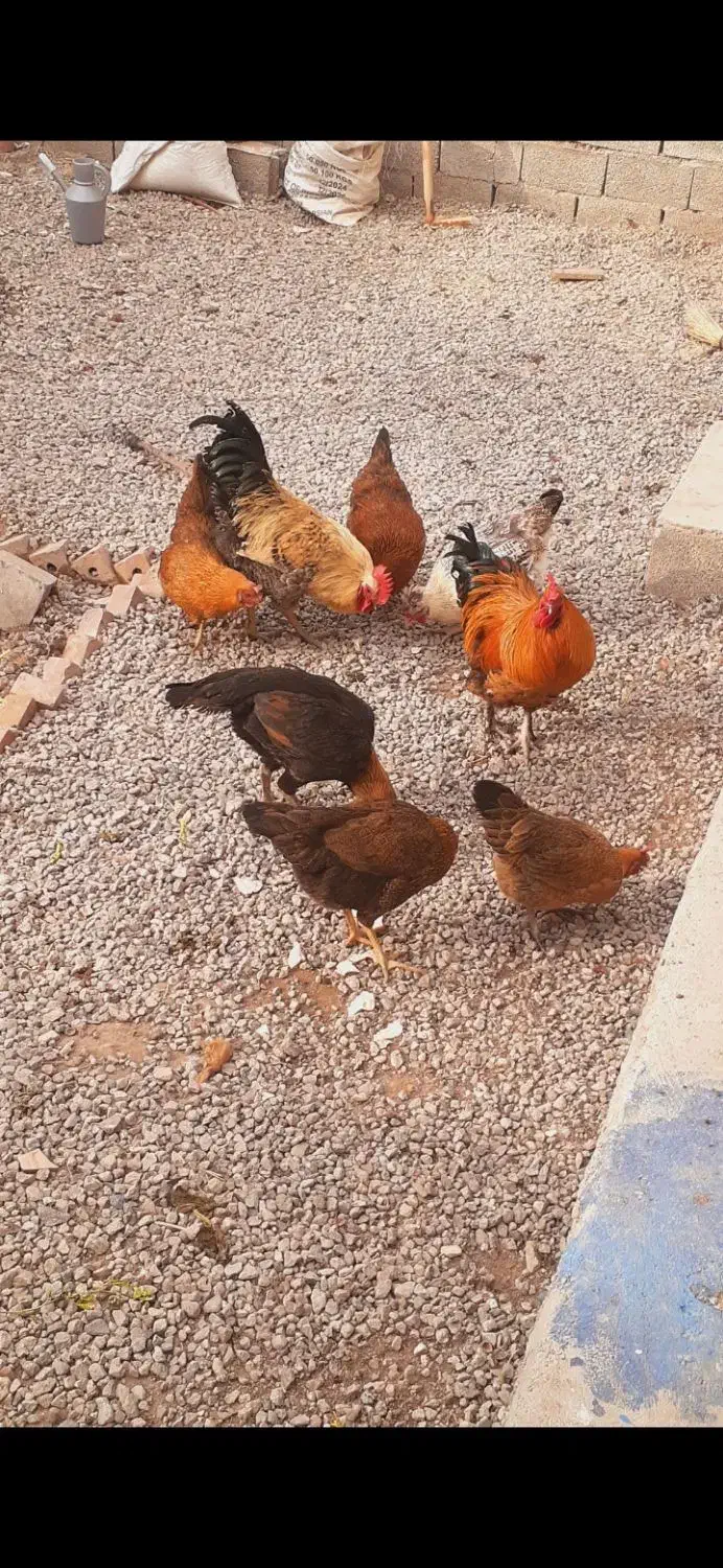 فروشی|حیوانات مزرعه|آذرشهر, |دیوار