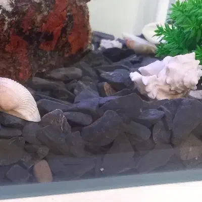 شن و سنگ آکواریوم|ماهی|قم, گلزار|دیوار