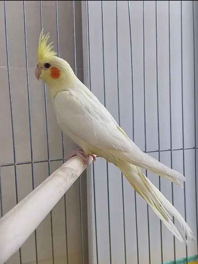 عروس|پرنده|بندر ماهشهر, |دیوار