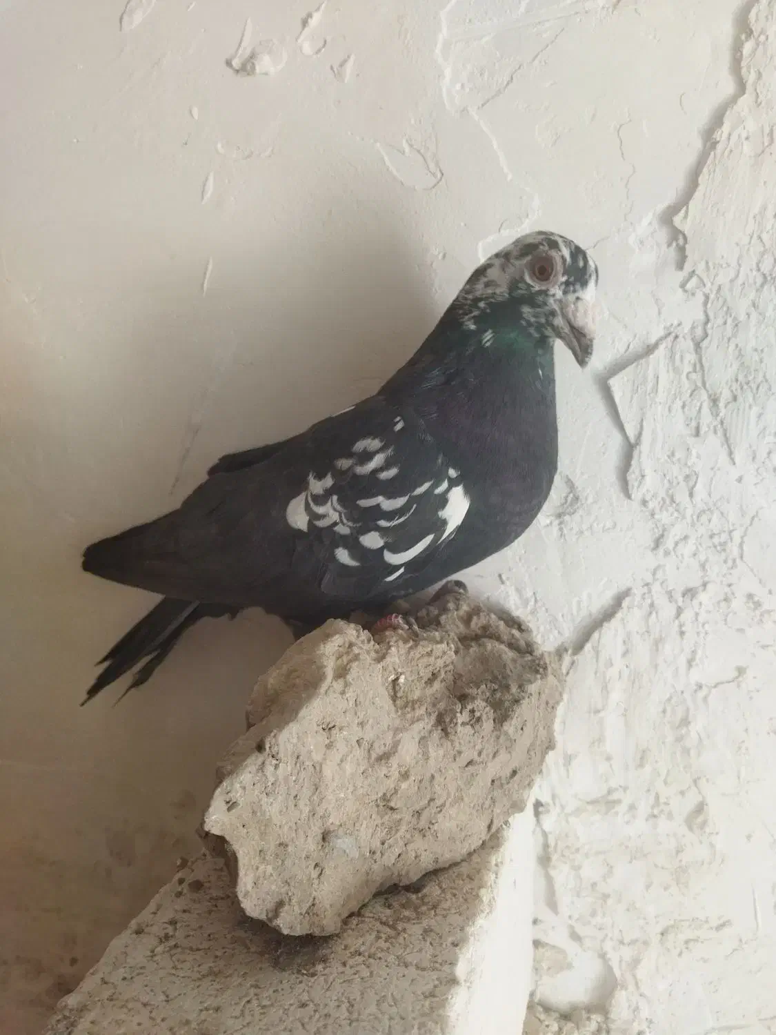 ماده سوسکی سیا|پرنده|تربت‌حیدریه, بالا ولایت|دیوار