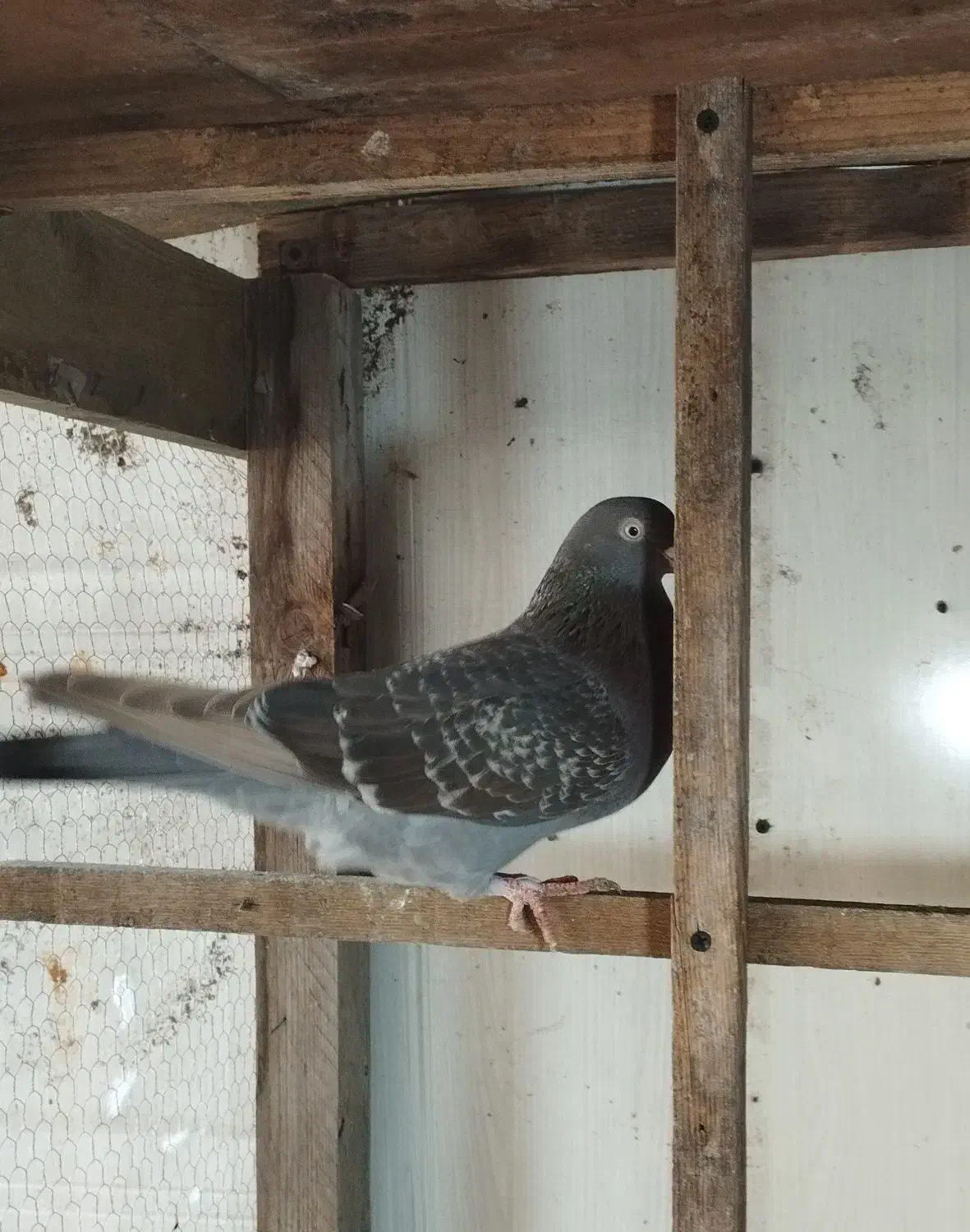 کبوتر|پرنده|رشت, کوی طالقانی|دیوار