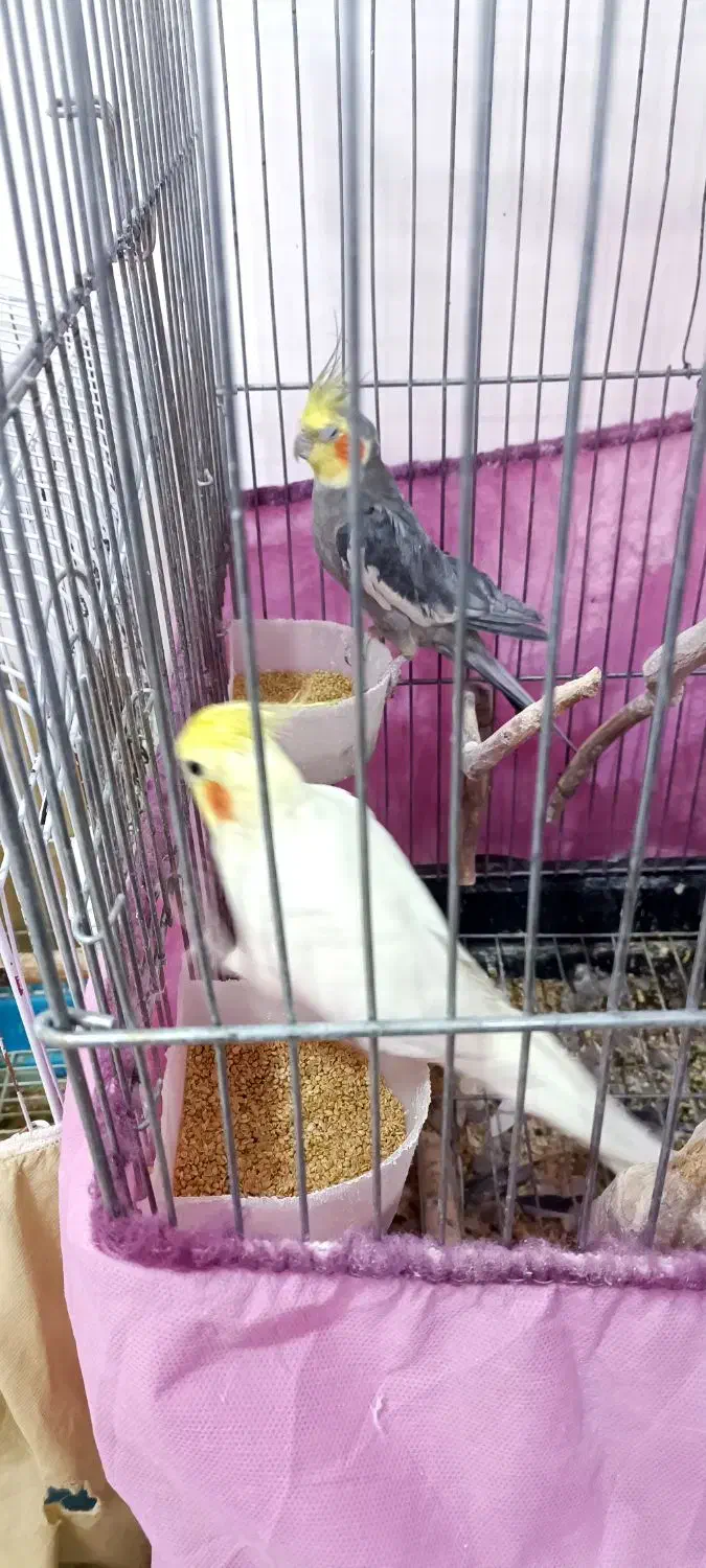 عروس هلندی و کوتوله|پرنده|رفسنجان, |دیوار