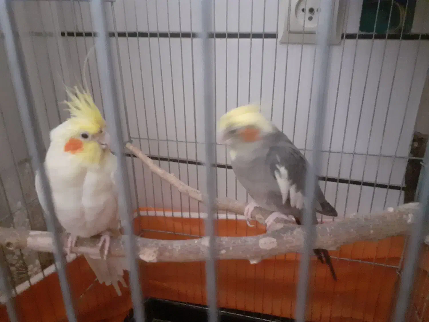 عروس هلندی|پرنده|ساوه, |دیوار