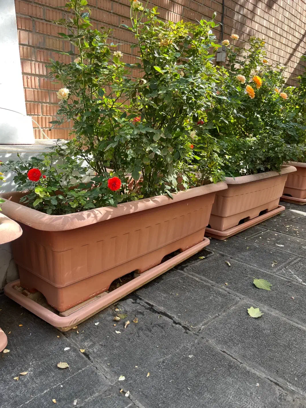 فلاورباکس بزرگ|گل و گیاه طبیعی|تهران, قلهک|دیوار