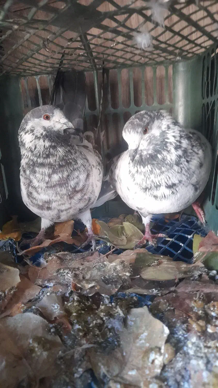 کبوتر|پرنده|گمیشان, |دیوار