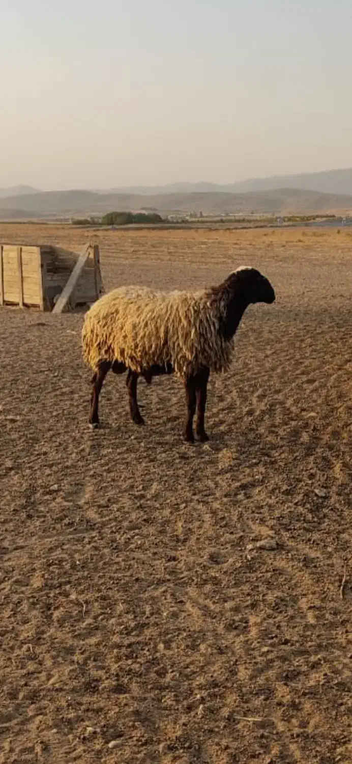 قوچ شال|حیوانات مزرعه|شیراز, شهرک مهدیه|دیوار
