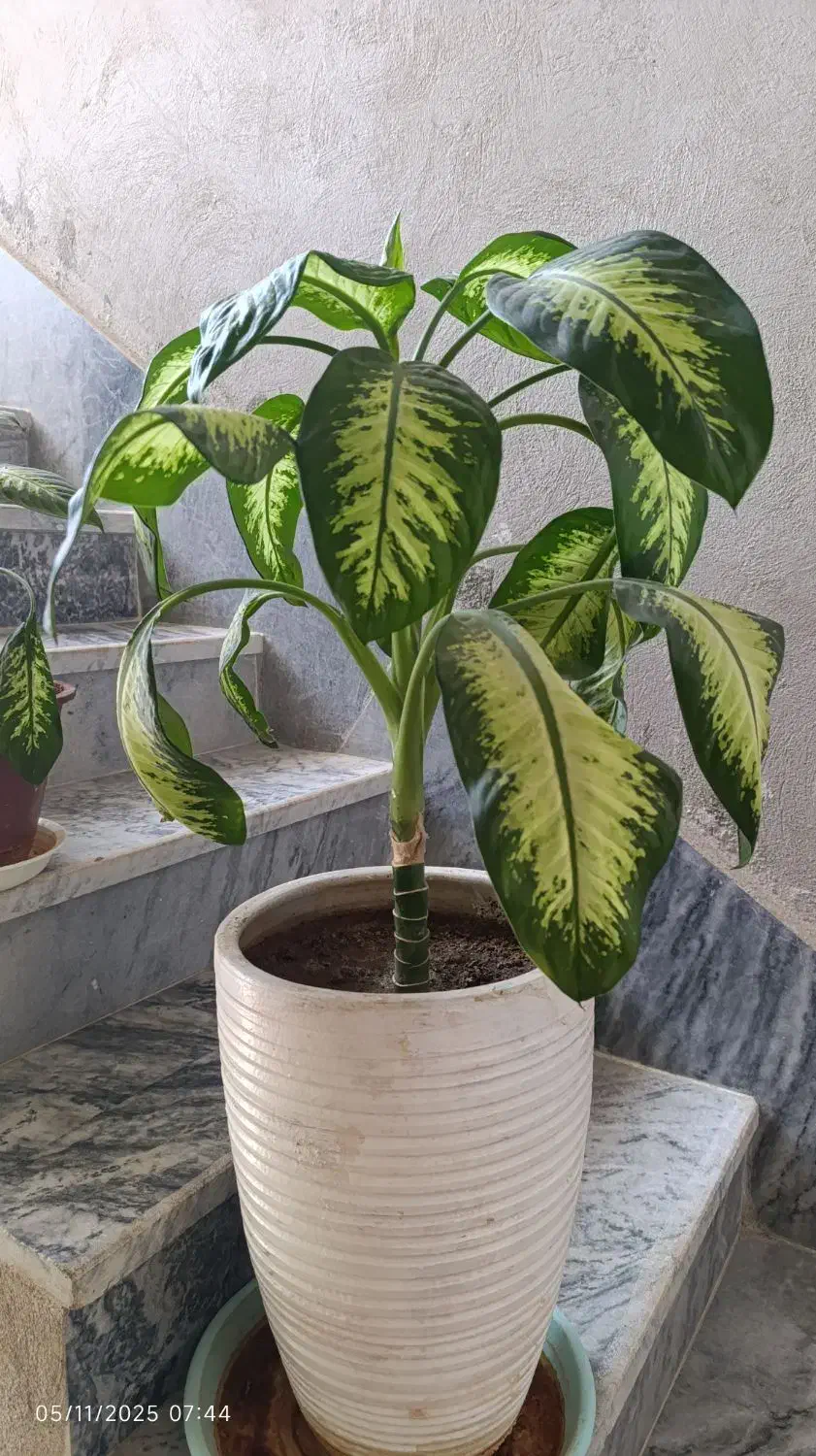 گل دیفن باخیا|گل و گیاه طبیعی|ایوان, |دیوار