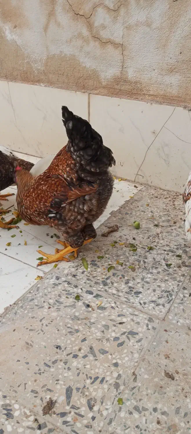 مرغ محلی|حیوانات مزرعه|زرند, |دیوار