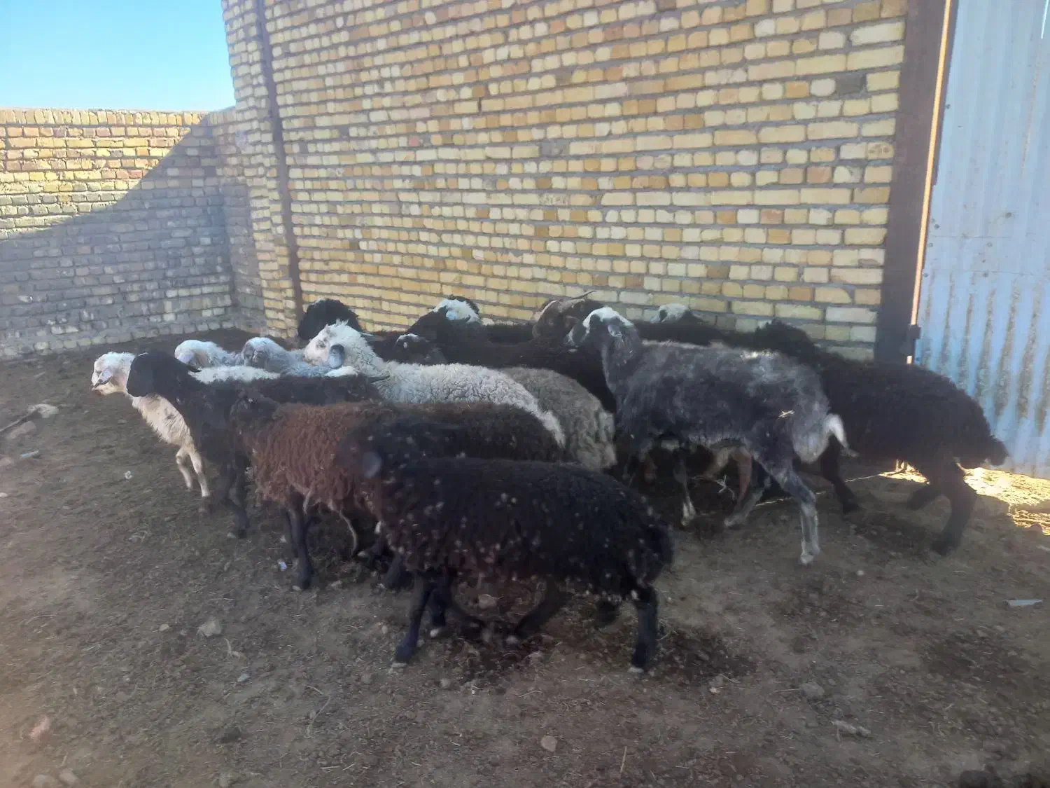 گوسفند|حیوانات مزرعه|شازند, |دیوار