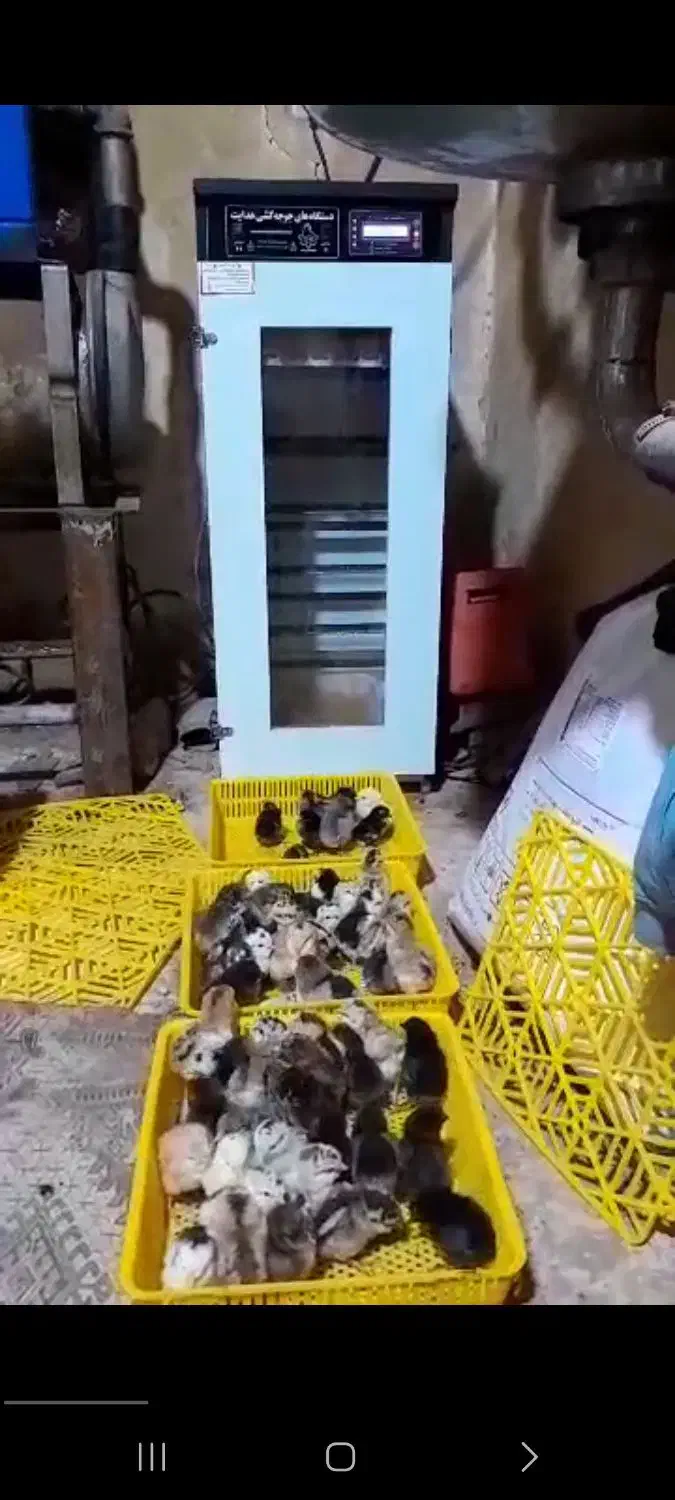 دستگاه جوجه کشی|لوازم جانبی حیوانات|جیرفت, |دیوار