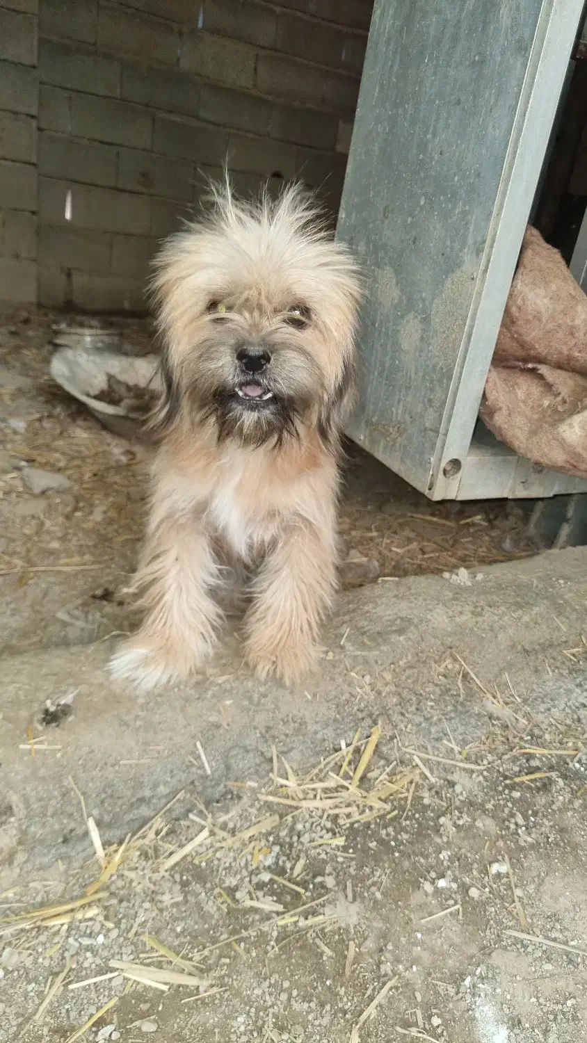 یه جفت سگ‌نرو ماده شیتزو|سگ|گنبد کاووس, |دیوار