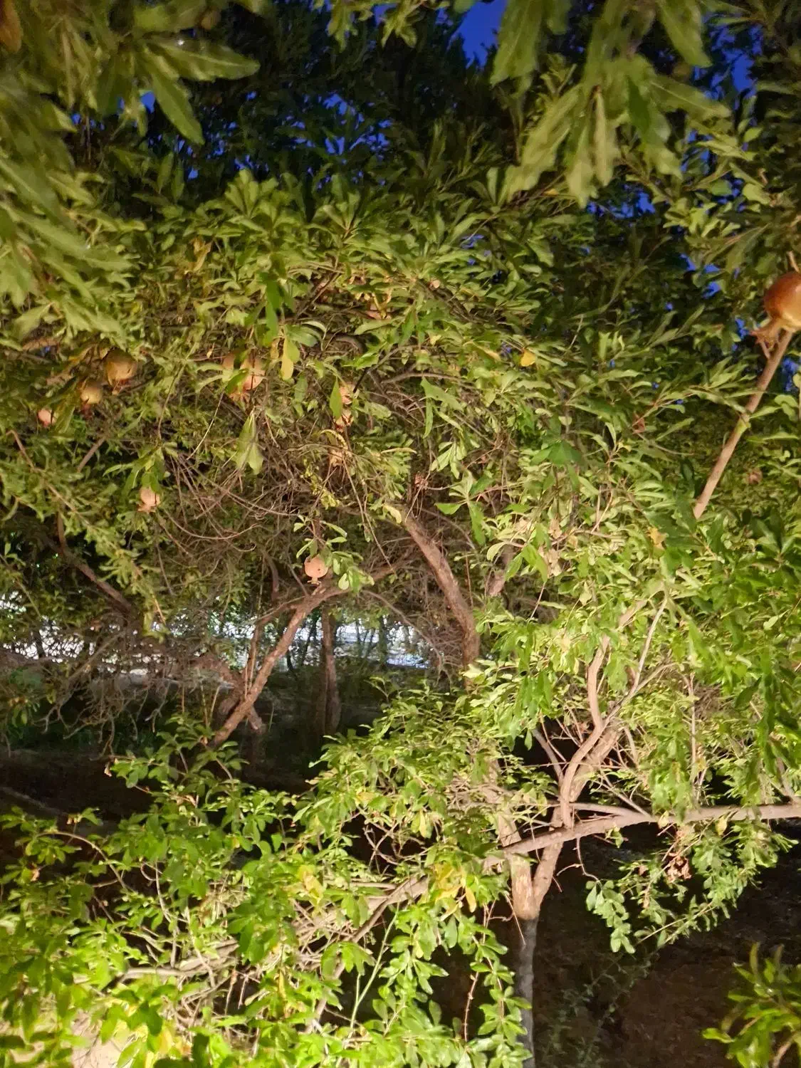منزل دربست قدوسی غربی|اجارهٔ خانه و ویلا|شیراز, مهدی‌آباد|دیوار