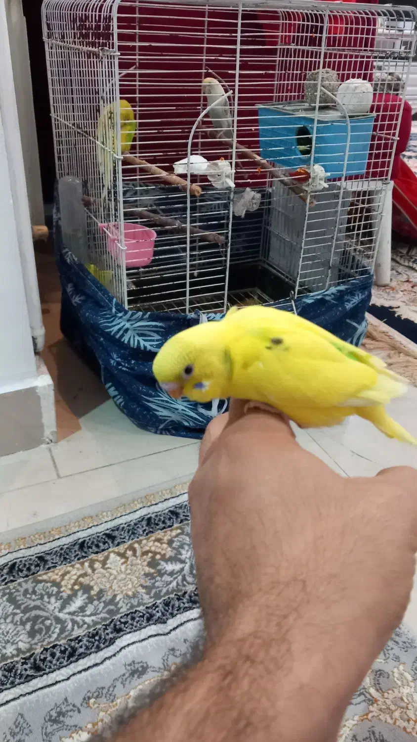 مرغ عشق آماده دستی|پرنده|رودهن, |دیوار